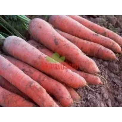 Свежие морковь сорта КОРТИНА F1 на земле