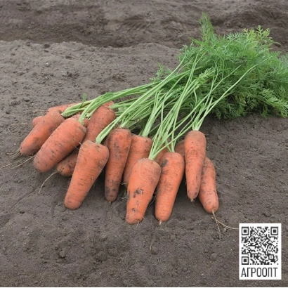 Свежая морковь с ботвой на земле - КЮРАСАО