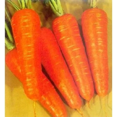 Свежие оранжевые морковь с зелёными ботвами на фоне - КУРОДА ШАНТАНЭ