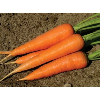 Три свежие моркови Лапочка на земле