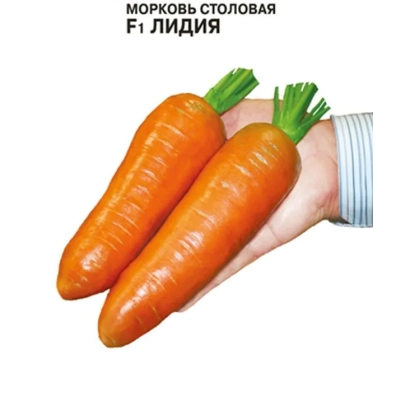 Морква столова F1 Лідія в руці