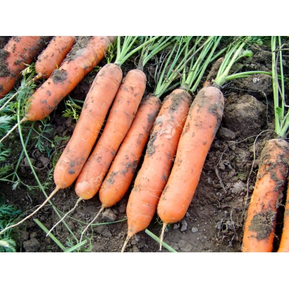 Свежие моркови с землей на грядке - МАРИОН F1