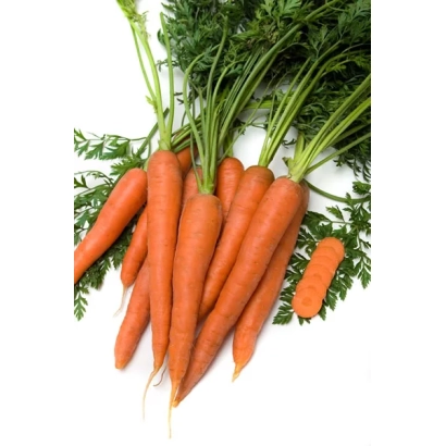 Свежая морковь с ботвой на белом фоне - Марс F1