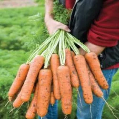 Свежие морковь сорта Наярит F1, собранные в поле