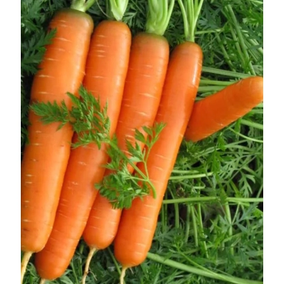 Свежая морковь с зеленью на фоне травы - НАЙДЖЕЛ