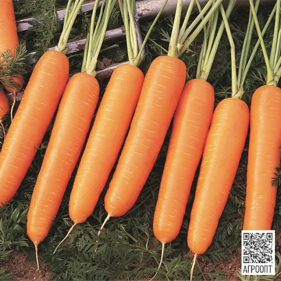 Свіжа морква на фоні зелені - Найробі