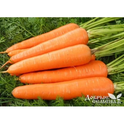 Свежие оранжевые морковь на зеленой траве с логотипом Апельсина - Нанда F1