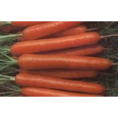 Свежая морковь сорта НАНТСЬКА ХАРЬКОВСКАЯ