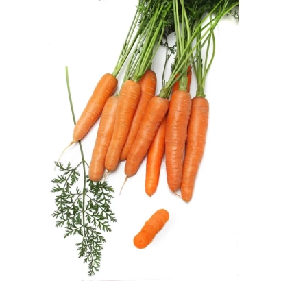 Свежая морковь с зеленью на белом фоне - Нантская 4