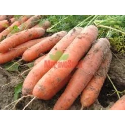 Свежая морковь с ботвой на земле - Наоми