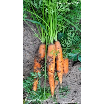 Свежие морковь с ботвой на земле - Нерак F1