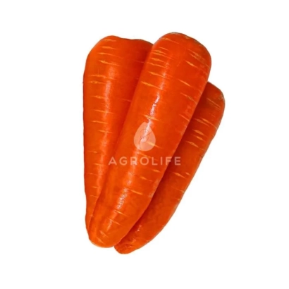 Three carrots on white background with text AGROLIFE - New Kuroda AS