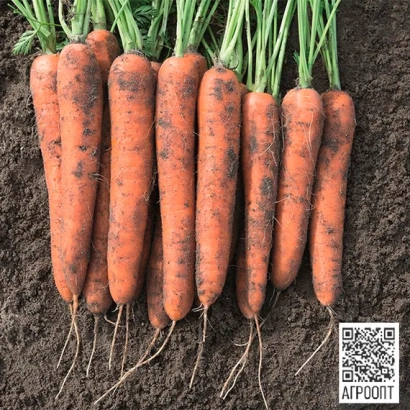 Свежая морковь с зелеными ботвами на темном фоне - НОРВЕГИЯ