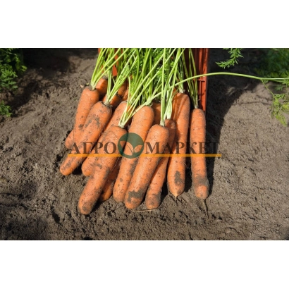 Свежая морковь с зелеными ботвами на земле, бренд АЛПОЛ - Норволк