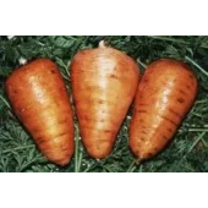 Три моркови ОЛЕНКА на зеленой подложке