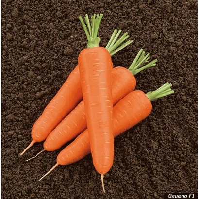 Свежие морковь на темном фоне - Олимп