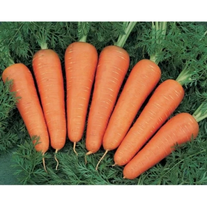 Свежие моркови на фоне зелени - Патзи