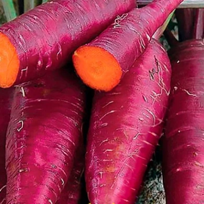 Свежая морковь сорта Purple Sun с яркой фиолетовой кожурой и оранжевой мякотью. - ПЁРПЛ САН