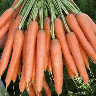 Свежие моркови сорта Престо F1