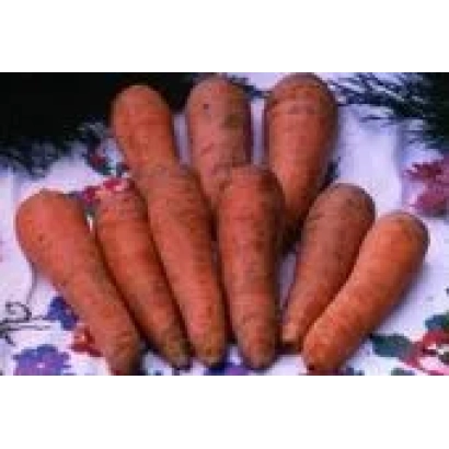 Свежие моркови на фоне с еловыми ветками - РАНОК F1.