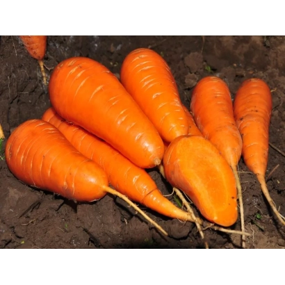 Fresh carrots on soil - Red Core
