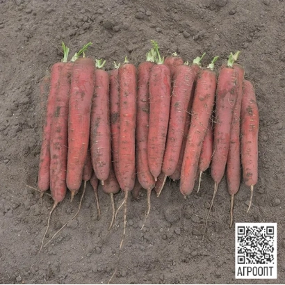Морковь сорта РЕДСАН на земле