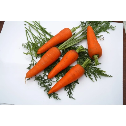 Свежая морковь с ботвой на белом фоне - Риф