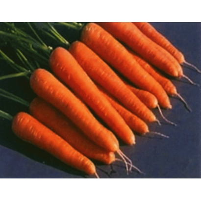 Fresh carrots on a blue background - Rozal