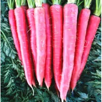 Fresh red carrots on green foliage - Rubyqueen