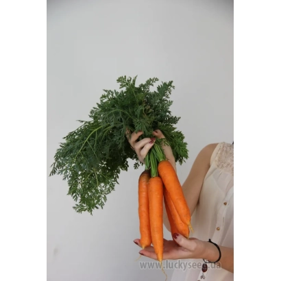 Fresh carrots with greens held in hands - Rufina