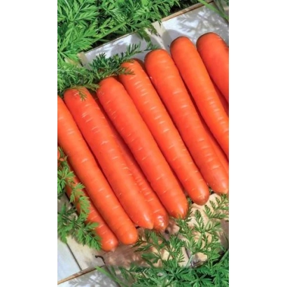 Fresh Sadko carrots