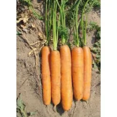 Морковь сорта Сатурно F1 на земле