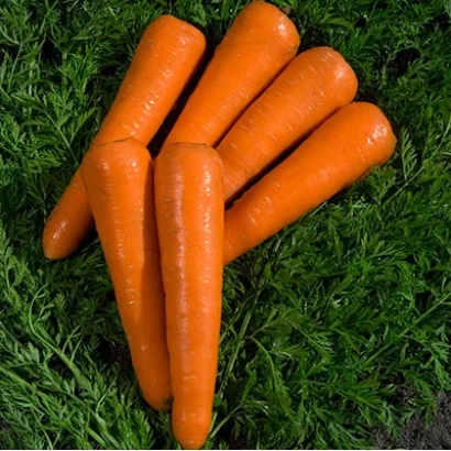 Свежая морковь на фоне зелени - Сильвано