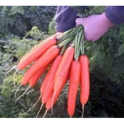 Свежие моркови Сироко F1 в руках на фоне зелени