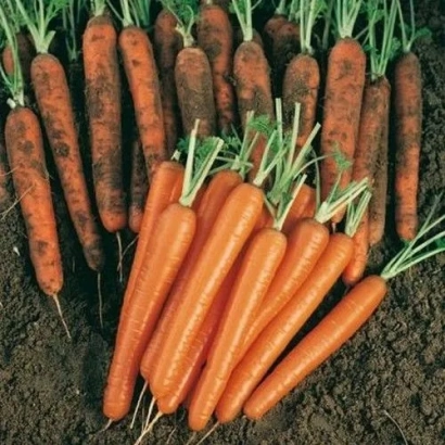 Свежая морковь на земле - СОПРАНО