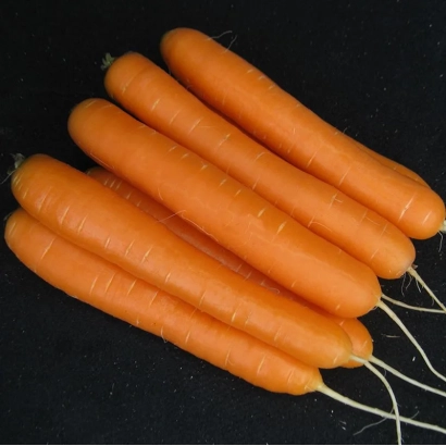 Свежие моркови сорта Стенфорд F1 на черном фоне