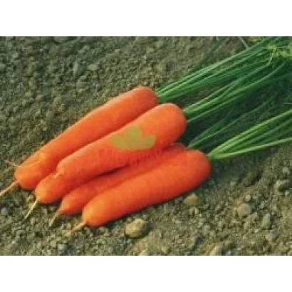 Свежая морковь на земле - СТУПИЦЬКА