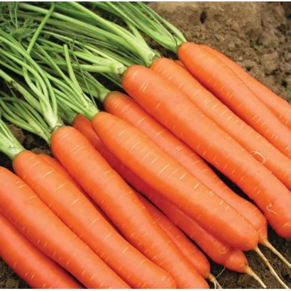 Свежая морковь СВ 1140 ДН