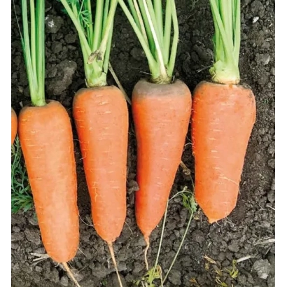 Морковь СВ 7381 ДЧ на земле