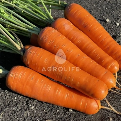 Fresh VAK 70 carrots on soil