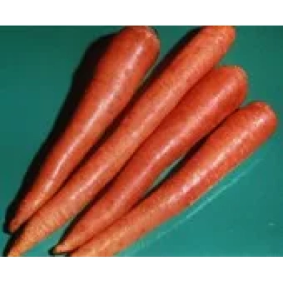 Свежие моркови на зелёном фоне - ВЕРЕСНЕВА.