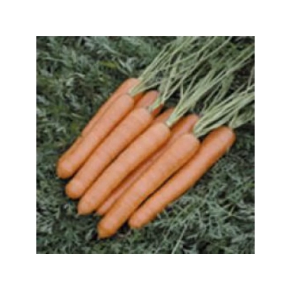 Свежие моркови на зеленой траве - Веста F1