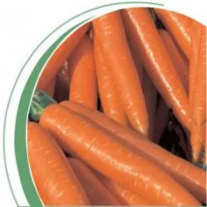 Свежие моркови на фоне - Волкано F1