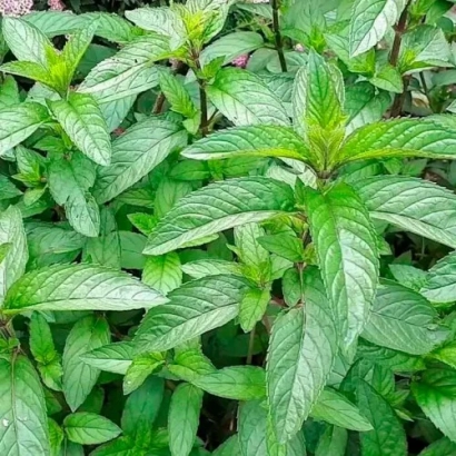 Растение мяты без упаковки или продукта - КАРАМЕЛЬКА