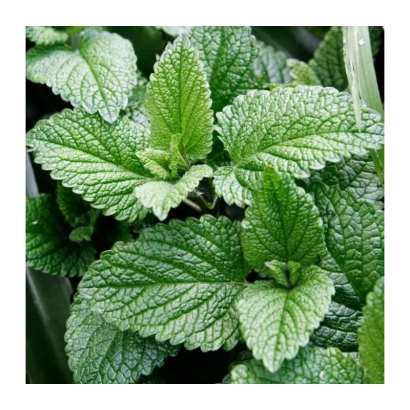 Свежие листья мяты - Мечта