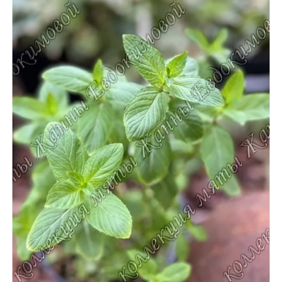 Семена мяты сорта ПАМЯТИ КИРИЧЕНКО на упаковке