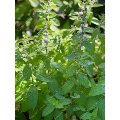 Свежая мята на зелёном фоне - Удайчанка