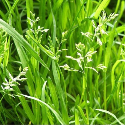 Зелёная мятлик в поле - БАЛИН