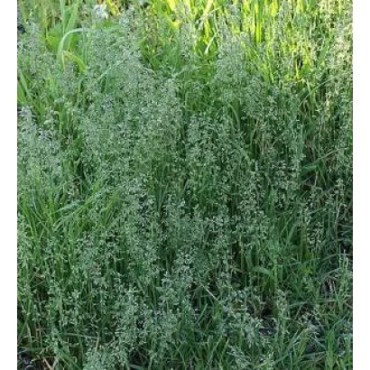 Мятлик на зелёном поле - ЦЕПТОР