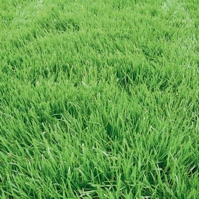 Зелёная мятлик на поле - Дар